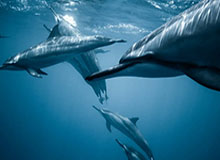 开云体育官网-专访河南足球俱乐部队员迈达纳